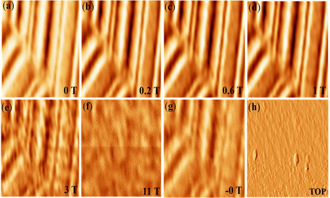 (a to g) Magnetic domains of a videotape at 5 K while the field is raised from 0 to 11 T. (h) Topography. Image size 12 µm × 12 µm.