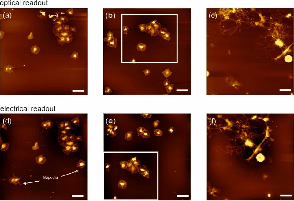 Platelets imaged in air with optical readout (top row) and with self-sensing readout at the same positions (bottom row). Both give equal results. Scale bars 10 µm.