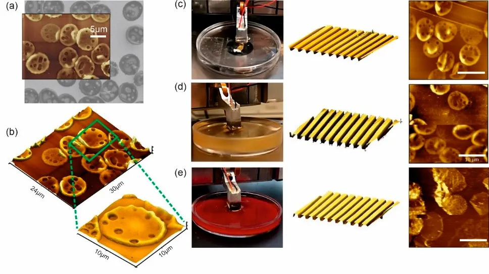 (a, b) Ultra-flat red blood cell ghosts on gold, imaged by SEM and by AFM at the same position. (c to e) The same type of cells imaged in deionized water, blood serum and freshly drawn human blood; for each liquid a calibration grid was measured first.