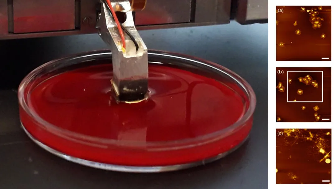 Self-sensing cantilever holder dipped into a Petri dish of opaque red liquid, with AFM images of the sample